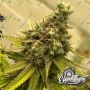 Dawg Fartz Auto Feminized Marijuana Strain by Eleven Thirty Genetics For Sale Online at Cannabis Seeds Outlet