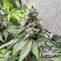 Dawg Fartz Auto Feminized by Eleven Thirty Genetics THC Content Potency Strength CBD Height Yield Flowering Time Indica Sativa G