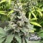 Double Scoop Feminized by Eleven Thirty Genetics THC Content Potency Strength CBD Height Yield Flowering Time Indica Sativa Gene