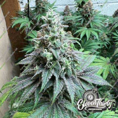 Double Scoop Auto Feminized Marijuana Strain by Eleven Thirty Genetics For Sale Online at Cannabis Seeds Outlet