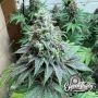 Double Scoop Auto Feminized Marijuana Strain by Eleven Thirty Genetics For Sale Online at Cannabis Seeds Outlet