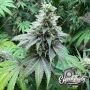 Eleven Thirty Genetics Double Scoop Auto Smoke Buds Weed Ganja Skunk Dope Pot Images Pics Nuggets