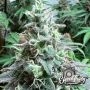Double Scoop Auto Feminized by Eleven Thirty Genetics THC Content Potency Strength CBD Height Yield Flowering Time Indica Sativa