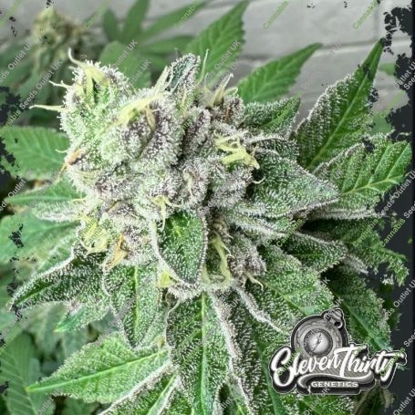 Garlic Budder Feminized Marijuana Strain by Eleven Thirty Genetics For Sale Online at Cannabis Seeds Outlet