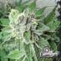 Garlic Budder Feminized Marijuana Strain by Eleven Thirty Genetics For Sale Online at Cannabis Seeds Outlet