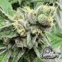Eleven Thirty Genetics Garlic Budder Smoke Buds Weed Ganja Skunk Dope Pot Images Pics Nuggets