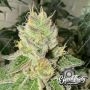 Garlic Budder Feminized by Eleven Thirty Genetics THC Content Potency Strength CBD Height Yield Flowering Time Indica Sativa Gen