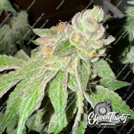 Garlic Budder Auto Feminized Marijuana Strain by Eleven Thirty Genetics For Sale Online at Cannabis Seeds Outlet
