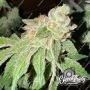 Garlic Budder Auto Feminized Marijuana Strain by Eleven Thirty Genetics For Sale Online at Cannabis Seeds Outlet