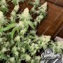 Eleven Thirty Genetics Garlic Budder Auto Smoke Buds Weed Ganja Skunk Dope Pot Images Pics Nuggets