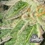 Garlic Budder Auto Feminized by Eleven Thirty Genetics THC Content Potency Strength CBD Height Yield Flowering Time Indica Sativ