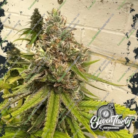 Habanero OG Feminized Marijuana Strain by Eleven Thirty Genetics For Sale Online at Cannabis Seeds Outlet