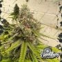 Habanero OG Feminized Marijuana Strain by Eleven Thirty Genetics For Sale Online at Cannabis Seeds Outlet