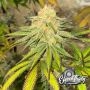 Eleven Thirty Genetics Habanero OG Smoke Buds Weed Ganja Skunk Dope Pot Images Pics Nuggets