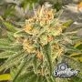 Habanero OG Feminized by Eleven Thirty Genetics THC Content Potency Strength CBD Height Yield Flowering Time Indica Sativa Genet