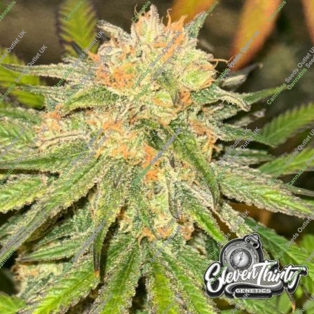 Habanero OG Auto Feminized Marijuana Strain by Eleven Thirty Genetics For Sale Online at Cannabis Seeds Outlet