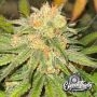 Habanero OG Auto Feminized Marijuana Strain by Eleven Thirty Genetics For Sale Online at Cannabis Seeds Outlet