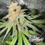Eleven Thirty Genetics Habanero OG Auto Smoke Buds Weed Ganja Skunk Dope Pot Images Pics Nuggets