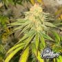 Habanero OG Auto Feminized by Eleven Thirty Genetics THC Content Potency Strength CBD Height Yield Flowering Time Indica Sativa 