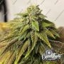 Highlighterz Feminized Marijuana Strain by Eleven Thirty Genetics For Sale Online at Cannabis Seeds Outlet