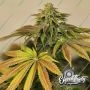 Eleven Thirty Genetics Highlighterz Smoke Buds Weed Ganja Skunk Dope Pot Images Pics Nuggets