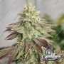 Highlighterz Feminized by Eleven Thirty Genetics THC Content Potency Strength CBD Height Yield Flowering Time Indica Sativa Gene