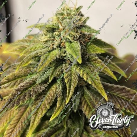 Highlighterz Auto Feminized Marijuana Strain by Eleven Thirty Genetics For Sale Online at Cannabis Seeds Outlet