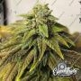 Highlighterz Auto Feminized Marijuana Strain by Eleven Thirty Genetics For Sale Online at Cannabis Seeds Outlet