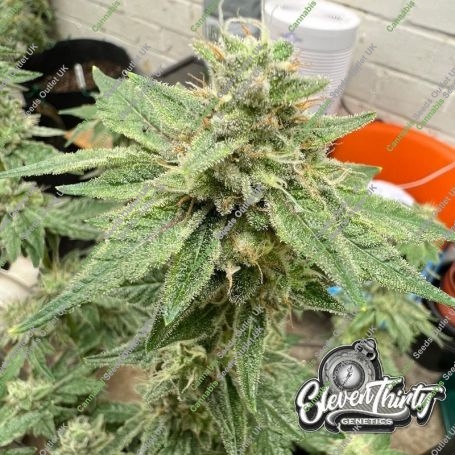 Kerosene Cookies Feminized Marijuana Strain by Eleven Thirty Genetics For Sale Online at Cannabis Seeds Outlet