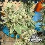Eleven Thirty Genetics Kerosene Cookies Smoke Buds Weed Ganja Skunk Dope Pot Images Pics Nuggets