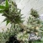 Kerosene Cookies Feminized by Eleven Thirty Genetics THC Content Potency Strength CBD Height Yield Flowering Time Indica Sativa 