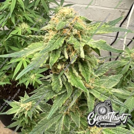 Kerosene Cookies Auto Marijuana Strain by Eleven Thirty Genetics For Sale Online at Cannabis Seeds Outlet