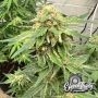 Kerosene Cookies Auto Marijuana Strain by Eleven Thirty Genetics For Sale Online at Cannabis Seeds Outlet