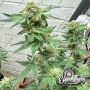 Eleven Thirty Genetics Kerosene Cookies Auto Smoke Buds Weed Ganja Skunk Dope Pot Images Pics Nuggets