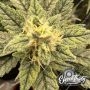 Kerosene Cookies Auto by Eleven Thirty Genetics THC Content Potency Strength CBD Height Yield Flowering Time Indica Sativa Genet