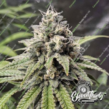 Lung Ztrikez Feminized Marijuana Strain by Eleven Thirty Genetics For Sale Online at Cannabis Seeds Outlet
