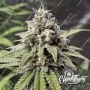 Lung Ztrikez Feminized Marijuana Strain by Eleven Thirty Genetics For Sale Online at Cannabis Seeds Outlet