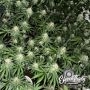 Eleven Thirty Genetics Lung Ztrikez Smoke Buds Weed Ganja Skunk Dope Pot Images Pics Nuggets
