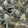 Lung Ztrikez Auto Feminized Marijuana Strain by Eleven Thirty Genetics For Sale Online at Cannabis Seeds Outlet