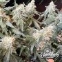 Eleven Thirty Genetics Lung Ztrikez Auto Smoke Buds Weed Ganja Skunk Dope Pot Images Pics Nuggets
