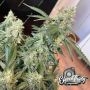 Lung Ztrikez Auto Feminized by Eleven Thirty Genetics THC Content Potency Strength CBD Height Yield Flowering Time Indica Sativa