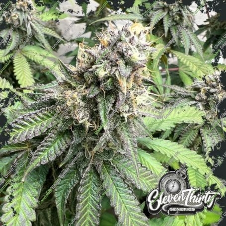 Nana Budder Feminized Marijuana Strain by Eleven Thirty Genetics For Sale Online at Cannabis Seeds Outlet