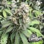 Nana Budder Feminized Marijuana Strain by Eleven Thirty Genetics For Sale Online at Cannabis Seeds Outlet