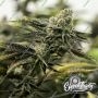 Eleven Thirty Genetics Nana Budder Smoke Buds Weed Ganja Skunk Dope Pot Images Pics Nuggets