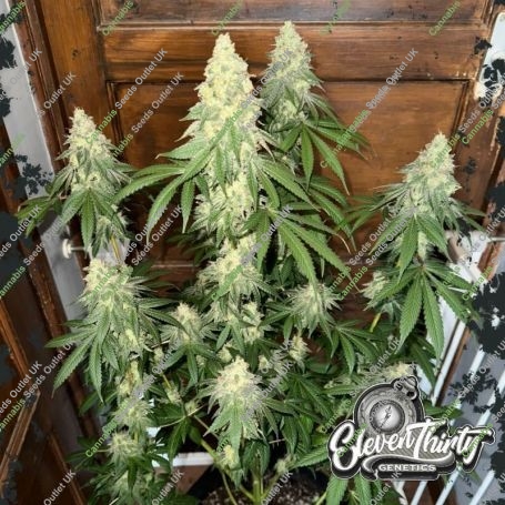 Nana Budder Auto Feminized Marijuana Strain by Eleven Thirty Genetics For Sale Online at Cannabis Seeds Outlet