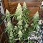 Nana Budder Auto Feminized Marijuana Strain by Eleven Thirty Genetics For Sale Online at Cannabis Seeds Outlet