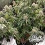 Eleven Thirty Genetics Nana Budder Auto Smoke Buds Weed Ganja Skunk Dope Pot Images Pics Nuggets