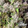 Nana Budder Auto Feminized by Eleven Thirty Genetics THC Content Potency Strength CBD Height Yield Flowering Time Indica Sativa 