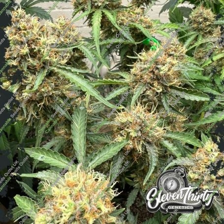 One Eyed Resin Chucker Feminized Marijuana Strain by Eleven Thirty Genetics For Sale Online at Cannabis Seeds Outlet