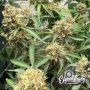 One Eyed Resin Chucker Feminized Marijuana Strain by Eleven Thirty Genetics For Sale Online at Cannabis Seeds Outlet